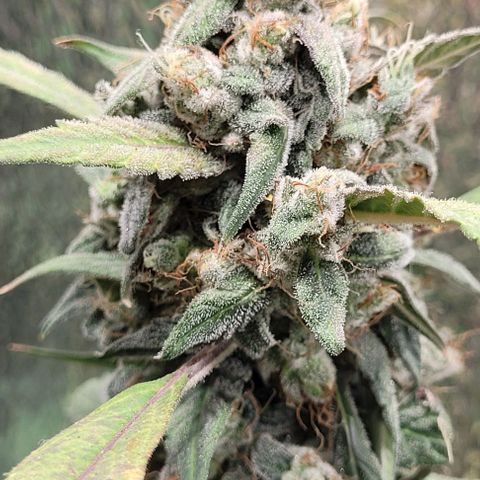 Green crack auto growlog timeline photo