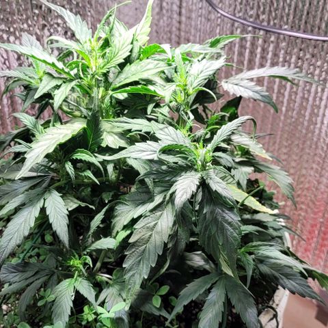 Acapulco Gold auto growlog timeline photo