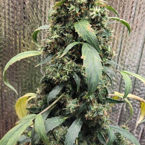 Acapulco Gold Auto growlog timeline photo