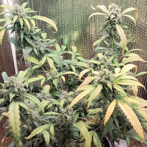Green crack auto growlog timeline photo