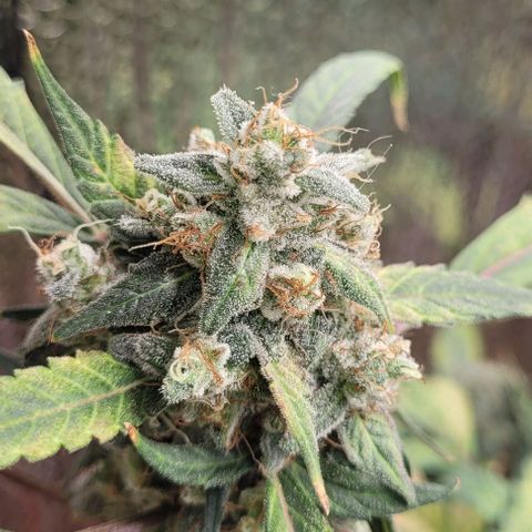 Green crack auto growlog timeline photo