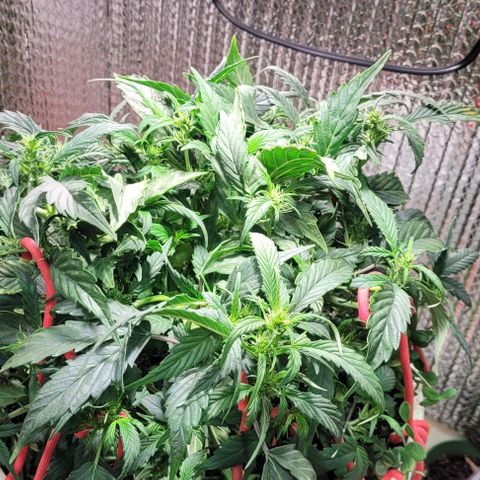 Acapulco Gold auto growlog timeline photo