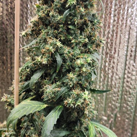 Acapulco Gold Auto growlog timeline photo