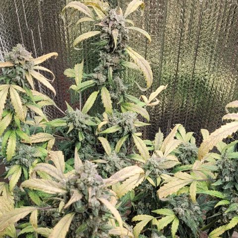 Green crack auto growlog timeline photo