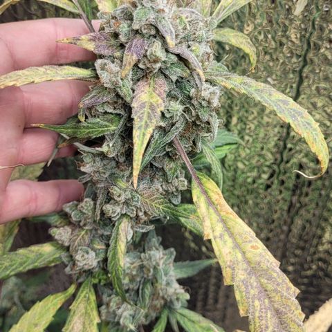Green crack auto growlog timeline photo