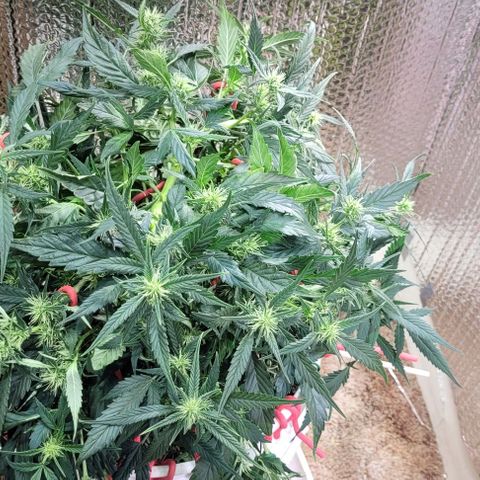 Acapulco Gold auto growlog timeline photo