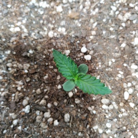 Auto White Widow growlog timeline photo