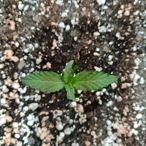 Auto White Widow growlog timeline photo