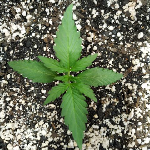 Auto White Widow growlog timeline photo