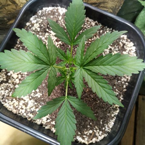 Auto White Widow growlog timeline photo