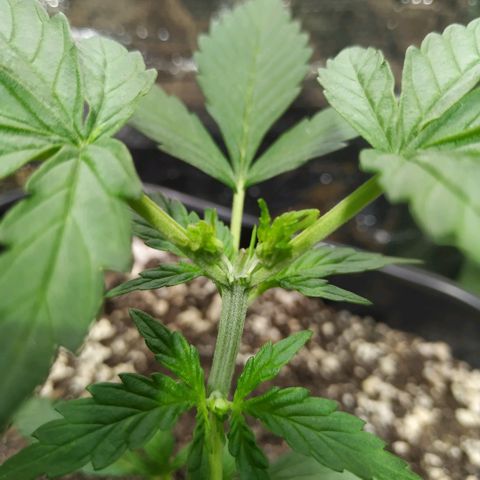 Auto White Widow growlog timeline photo