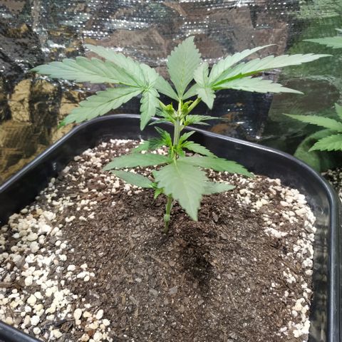 Auto White Widow growlog timeline photo