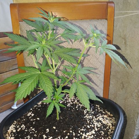 Auto White Widow growlog timeline photo
