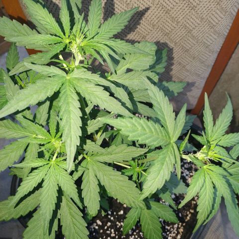 Auto White Widow growlog timeline photo