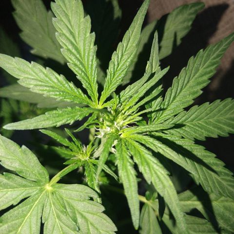Auto White Widow growlog timeline photo