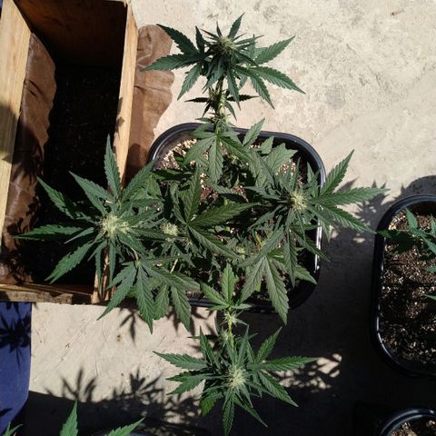 Auto White Widow growlog timeline photo
