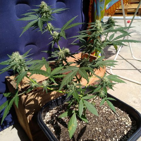 Auto White Widow growlog timeline photo