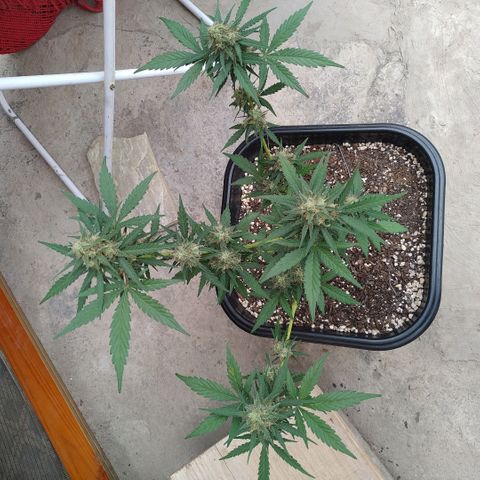 Auto White Widow growlog timeline photo