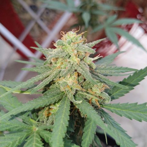Auto White Widow growlog timeline photo