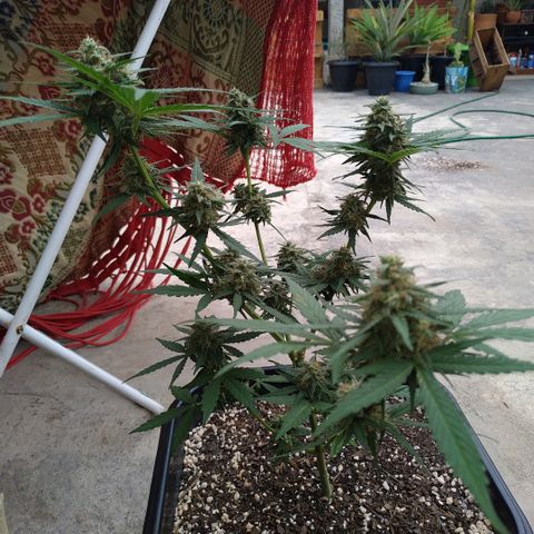 Auto White Widow growlog timeline photo