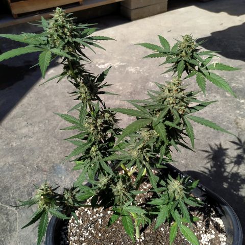 Auto White Widow growlog timeline photo