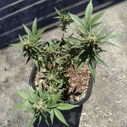 Auto White Widow growlog timeline photo
