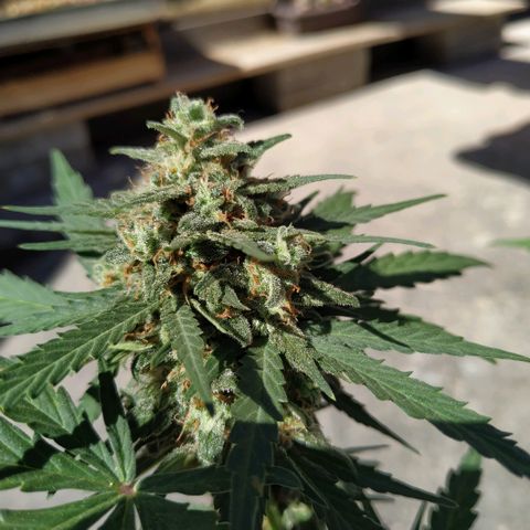 Auto White Widow growlog timeline photo
