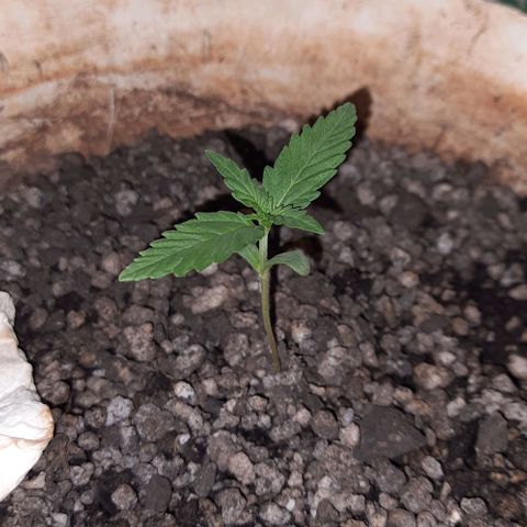 Wedding Cake Automatic growlog photo: Atualizações