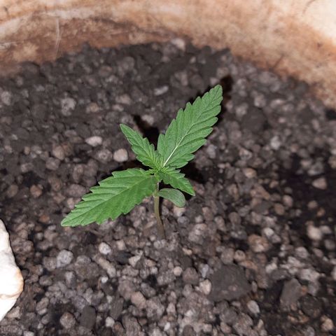 Wedding Cake Automatic growlog photo: Atualizações