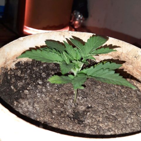 Wedding Cake Automatic growlog timeline photo