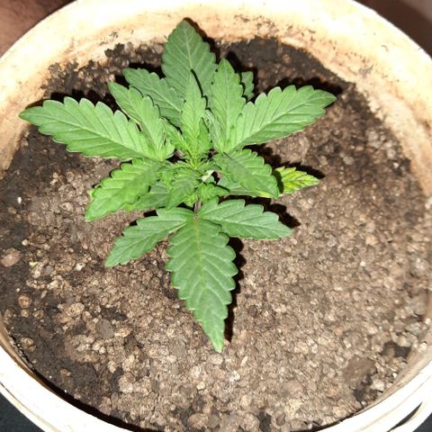Wedding Cake Automatic growlog timeline photo