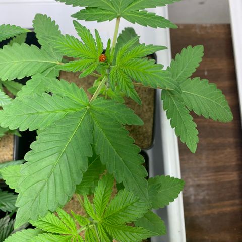 Great White Kush A growlog timeline photo