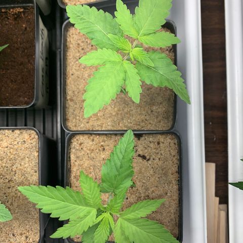 Great White Kush A growlog timeline photo