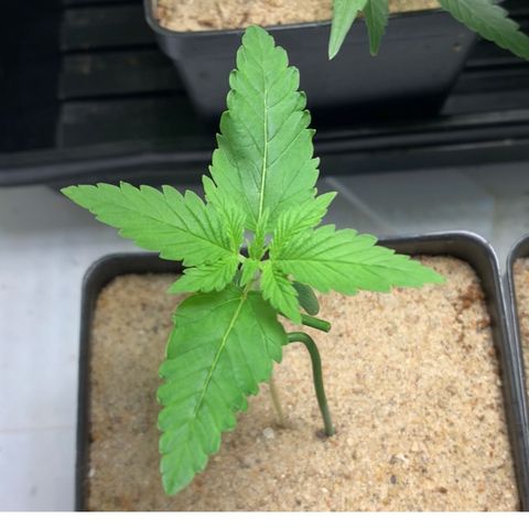 Great White Kush A growlog timeline photo
