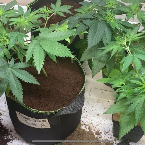 Great White Kush A growlog photo: Transplanted!