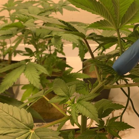Great White Kush A growlog photo: LST