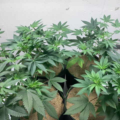 Great White Kush A growlog photo: 2nd topping