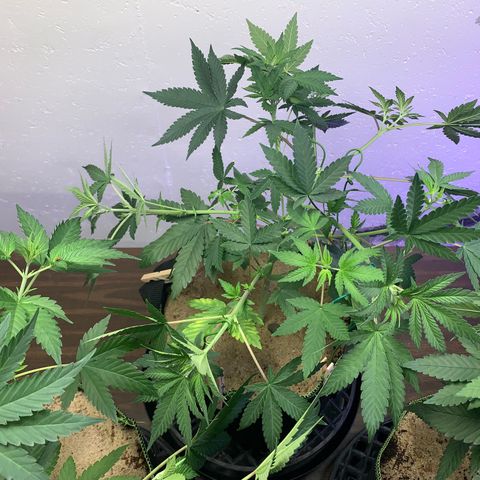 Great White Kush A growlog photo: More LST!