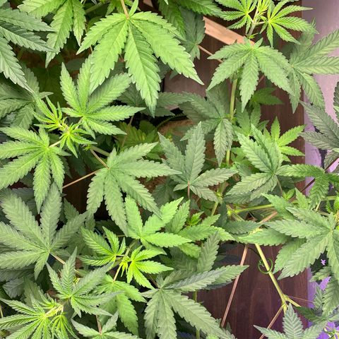 Great White Kush A growlog timeline photo