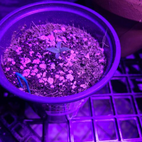 COOKIE MONSTER growlog photo: Soakers
Cookie Monster 
Dirty Birds
Tre
Wonder Woman