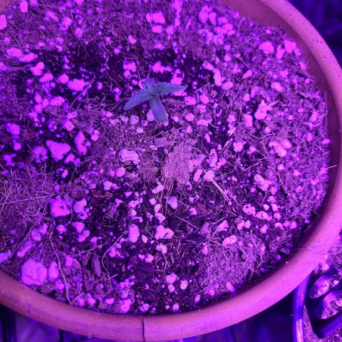 COOKIE MONSTER growlog photo: Soakers
Cookie Monster 
Dirty Birds
Tre
Wonder Woman