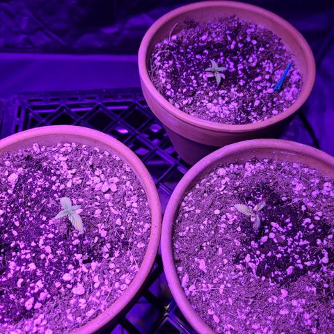 COOKIE MONSTER growlog photo: Soakers
Cookie Monster 
Dirty Birds
Tre
Wonder Woman
