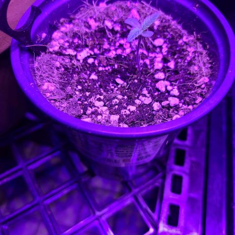 COOKIE MONSTER growlog timeline photo