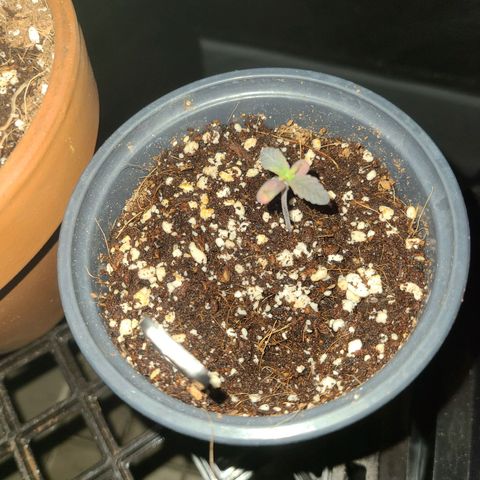 COOKIE MONSTER growlog timeline photo