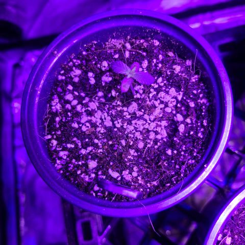 COOKIE MONSTER growlog timeline photo