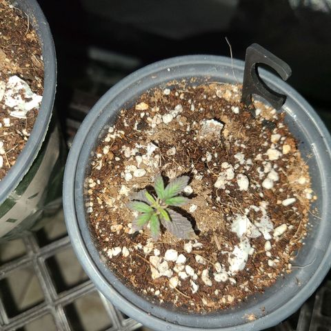 COOKIE MONSTER growlog timeline photo