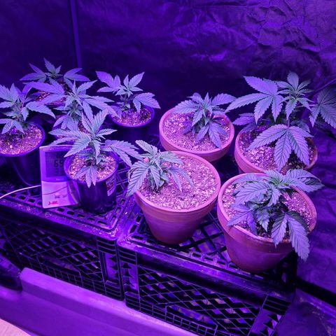 COOKIE MONSTER growlog timeline photo