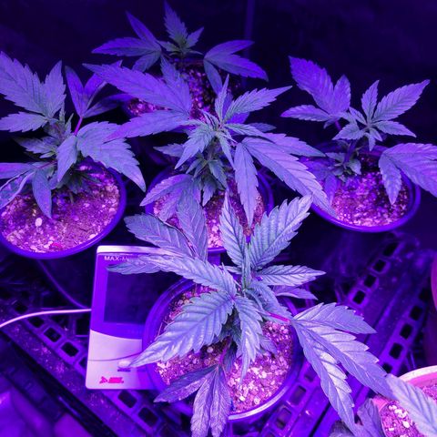COOKIE MONSTER growlog timeline photo