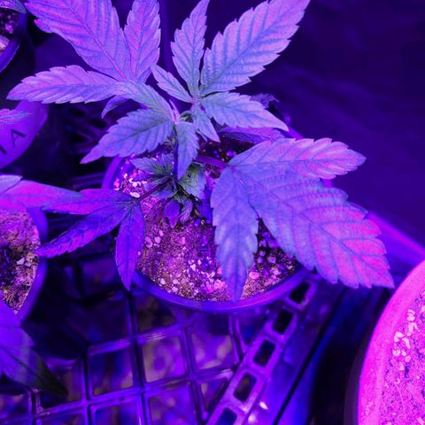 COOKIE MONSTER growlog timeline photo