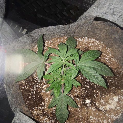 COOKIE MONSTER growlog timeline photo